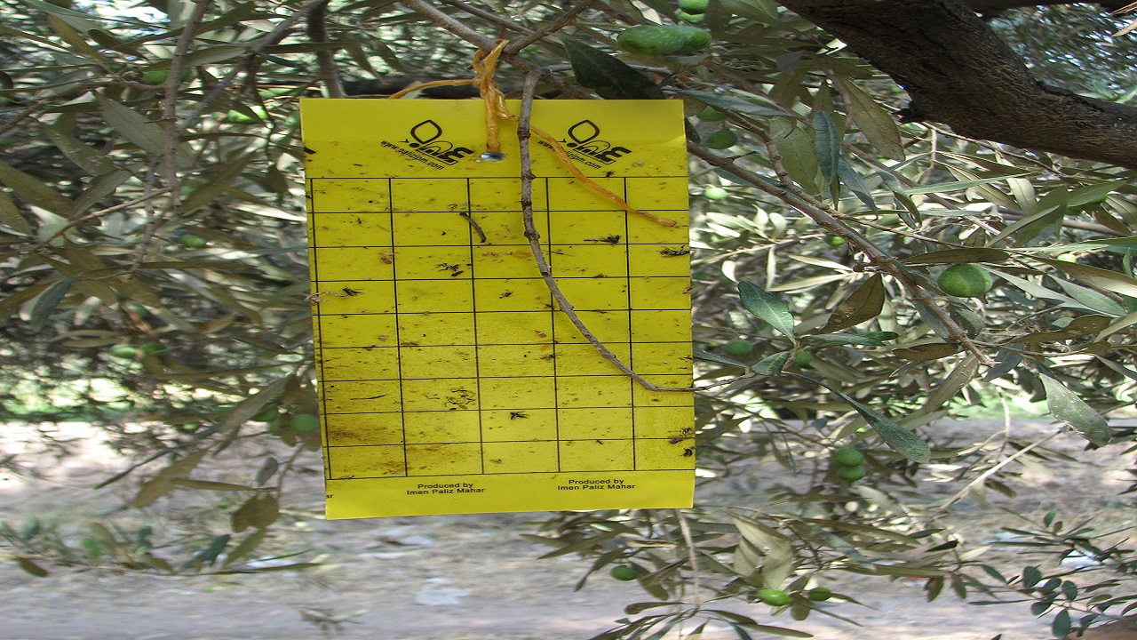 مقابله با آفت چوب‌ خوار در باغ‌ های پسته قزوین