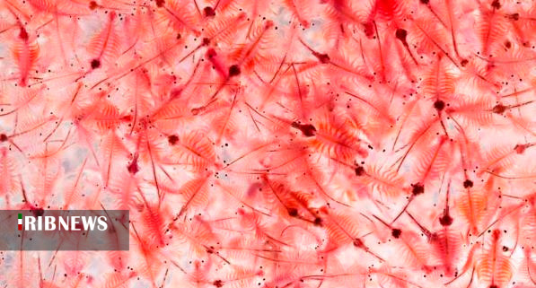 آرتمیا نفس می‌کشد