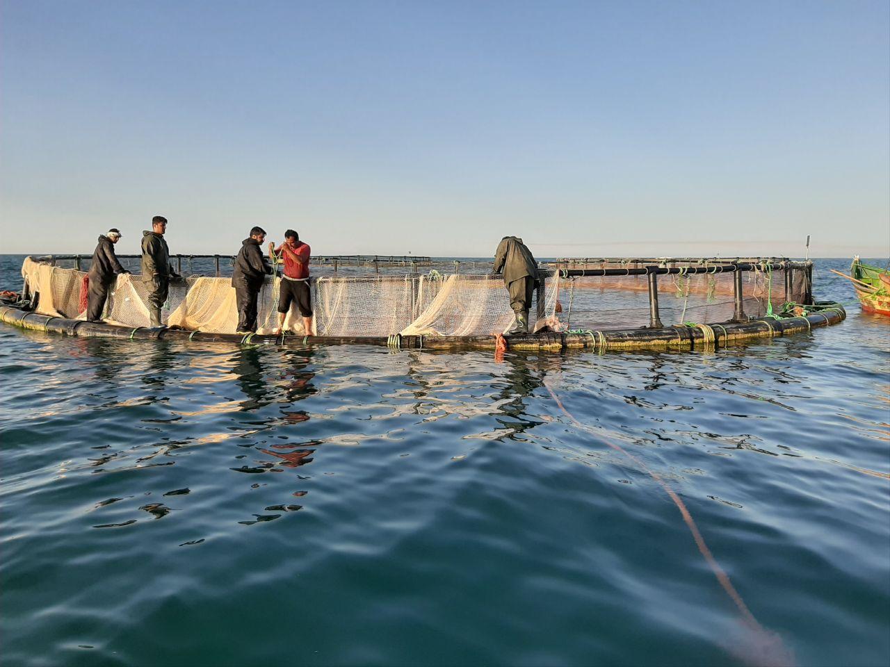 تولید ۲۰۰ تن ماهی در قفسهای دریایی جویبار