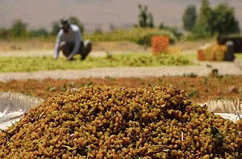 استفاده از سم پنبه برای تولید انگور و کشمش!