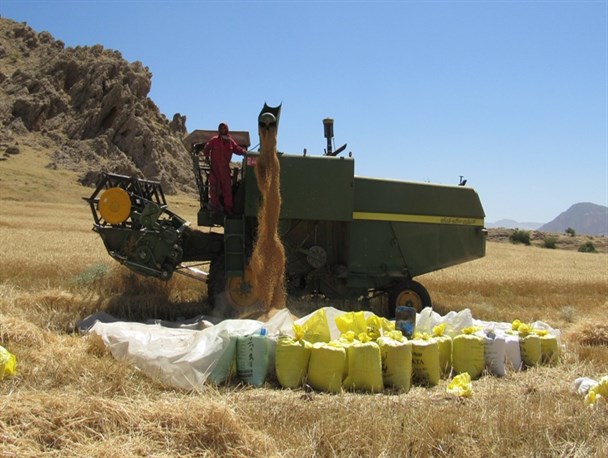 برداشت گندم و جو از مزارع شهرستان لنده