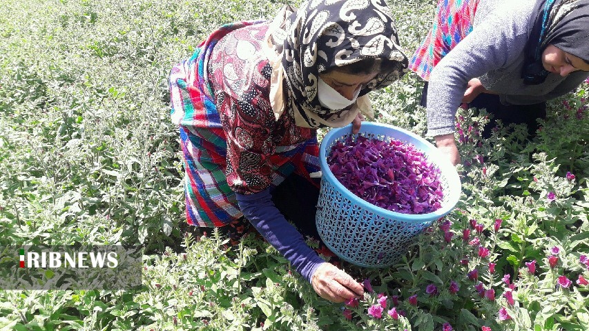 دمنوش لاجوردی مادربزرگ در فنجان شکسته فروش و فرآوری دمنوش لاجوردی مادربزرگ در فنجان شکسته فروش و فرآوری