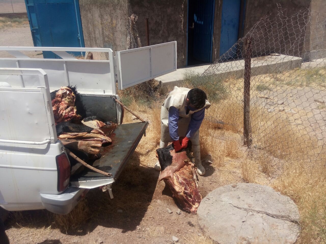 معدوم کردن بیش از نیم تن گوشت قرمز در قاین معدوم کردن بیش از نیم تن گوشت قرمز در قاین