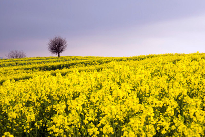 «کلزا» دانه‌ای سیاه با اقتصاد طلایی