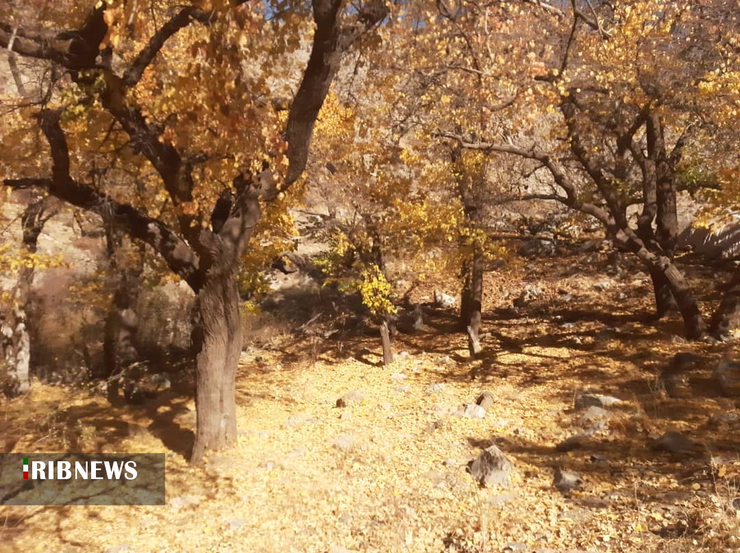 پاییز رنگارنگ روستای گُغاز عنبراباد