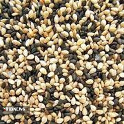 گزارش مکتوب ... استان بوشهر دومین تولید کننده کنجد کشور