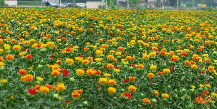 کشت تناوبی گلرنگ بهاره در اراضی دیم هشترود