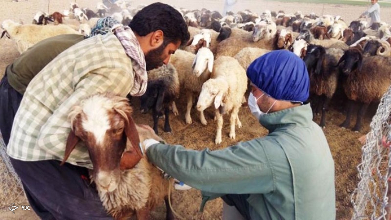 مایه کوبی هزاران راس دام سبک علیه بیماری ppr در ایذه