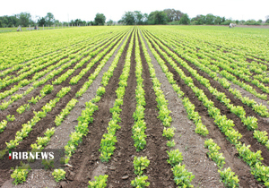 آغاز کشت نشایی چغندرقند در چهارمحال و بختیاری آغاز کشت نشایی چغندرقند در چهارمحال و بختیاری