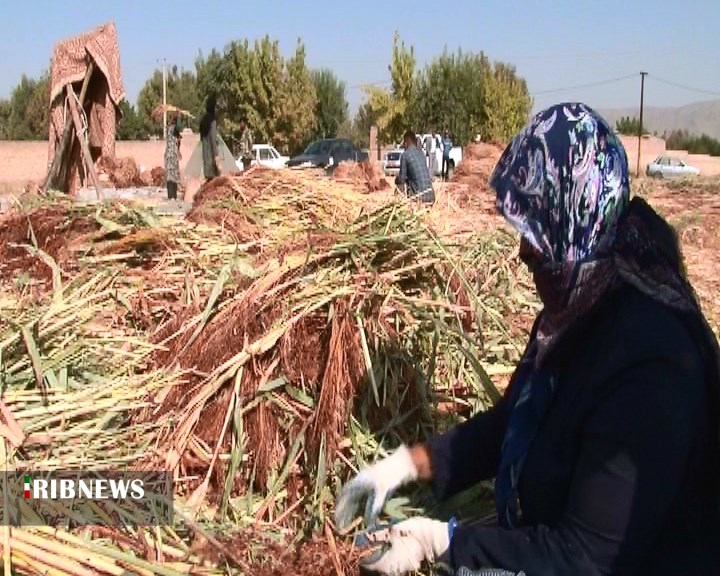 آغاز برداشت جارو در مانه وسملقان