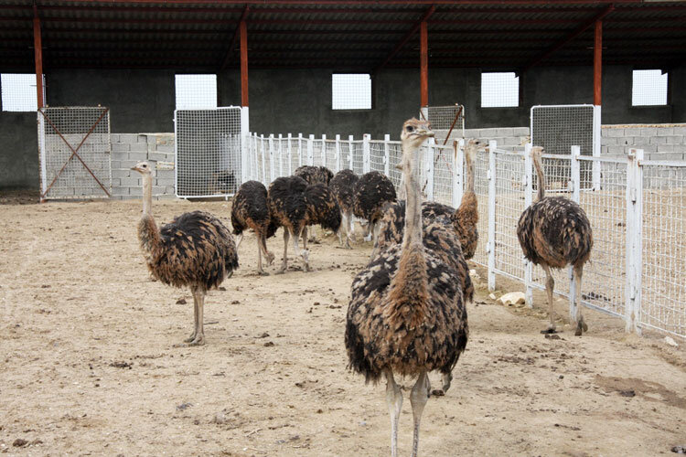 کارآفرینی در روستای ولامدر با پرورش پرنده ای پرسود و اقتصادی