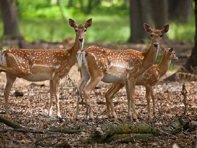 معرفی جاذبه های گردشگری ساری