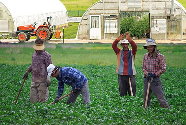 مزرعه کوچک بازنشستگی؛ رویایی برای گلستان کردن ایران مزرعه کوچک بازنشستگی؛ رویایی برای گلستان کردن ایران