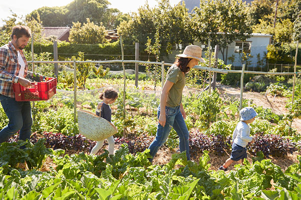 مزرعه کوچک؛ رویای شهرنشینان، سرگرمی بازنشستگی یا قطرههای اقیانوس تولید مزرعه کوچک؛ رویای شهرنشینان، سرگرمی بازنشستگی یا قطرههای اقیانوس تولید