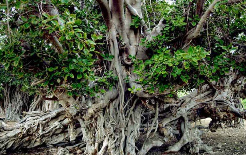 باغو، روستایی بکر در دل جزیره کیش! باغو، روستایی بکر در دل جزیره کیش!