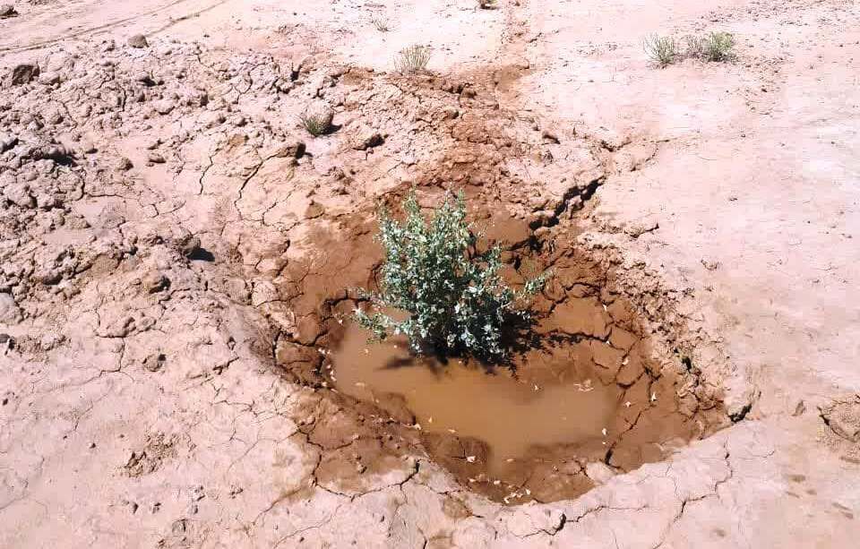 آغاز طرح بیابان زدایی در منطقه امیرآباد دامغان