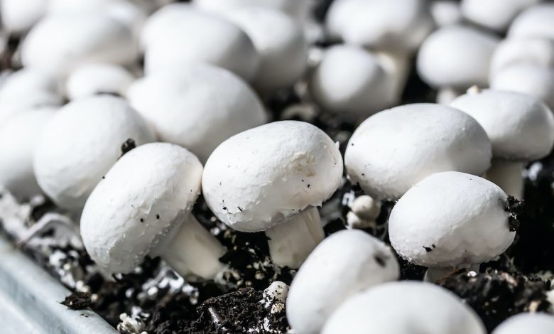 احیای واحد تولید قارچ دکمهای نیشکر هفتتپه احیای واحد تولید قارچ دکمهای نیشکر هفتتپه