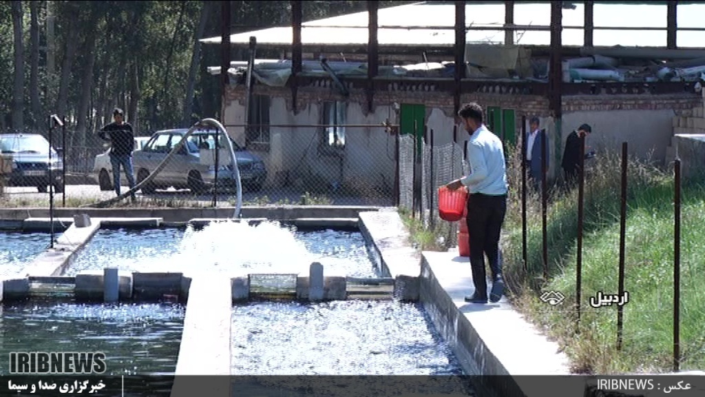 اردبیل استان غیرساحلی پیشرو در آبزی پروری اردبیل استان غیرساحلی پیشرو در آبزی پروری