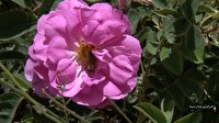 فصل گل چینی از گلستان های گل محمدی فریدونشهر