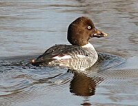 مشاهده پرنده کمیاب در تالاب جوکندان تالش