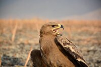 قدردانی قزاقستان از محیط‌بانان ایذه برای نجات عقاب مهاجر