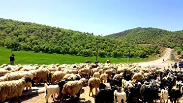 اجرای طرح «افزایش تولید در دامداری‌های روستایی و عشایری» در ۵۳ روستای استان زنجان