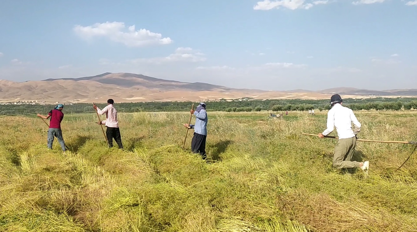 کشت گشنیز در بیش از ۵ هزار هکتار از اراضی نهاوند