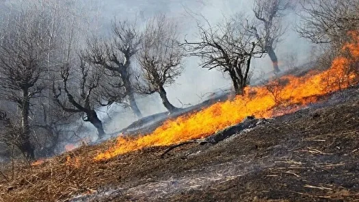 آتش‌سوزی ۱۲ ساعته در منطقه کوه چنار مهارلو