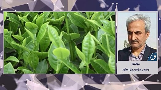 خرید ۷۸ هزار تن برگ سبز چای از چایکاران گیلان و مازندران