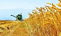 خرید تضمینی ۶۷ هزار تن گندم در مازندران