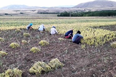 کار سخت زیر آفتاب داغ؛ اما دل‌هایی سرشار از امید