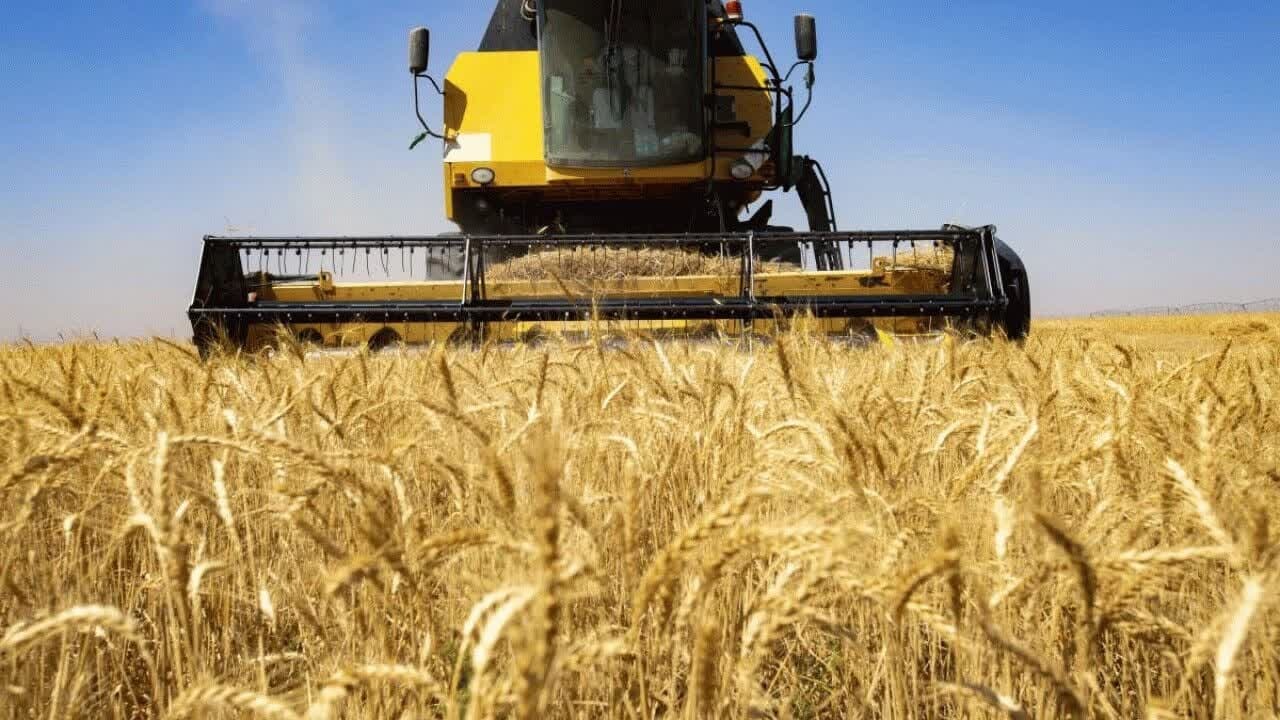 ۳۹ هزار تُن گندم از کشاورزان بوکانی خریداری شد