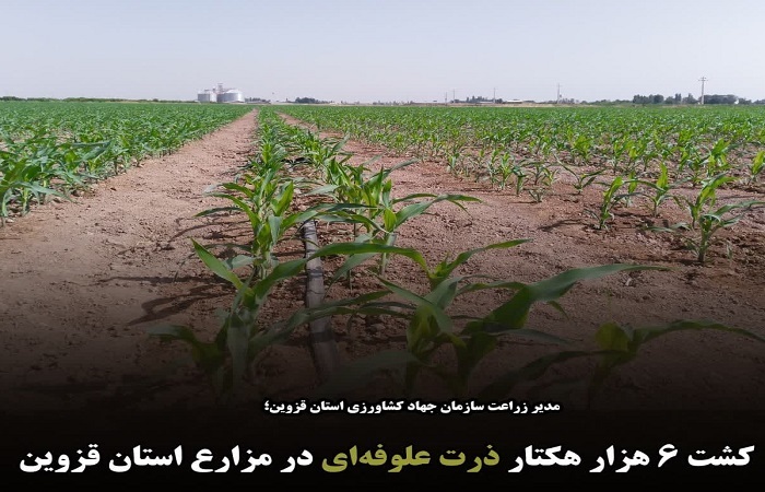 کشت ۶ هزار هکتار ذرت علوفه‌ای در مزارع استان قزوین