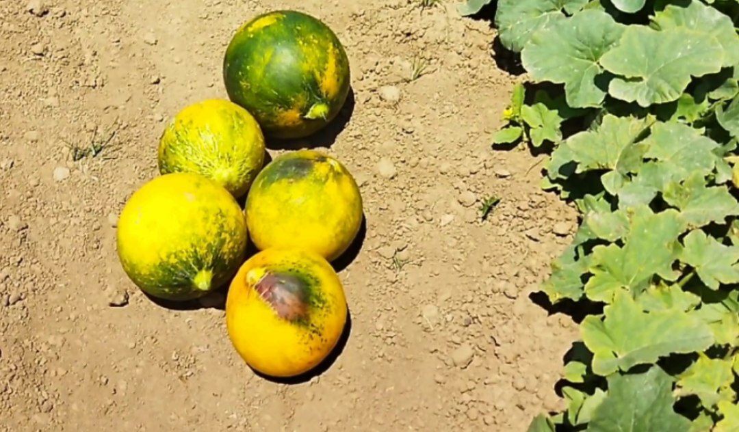 آغاز برداشت هندوانه و خربزه محلی در صومعه سرا