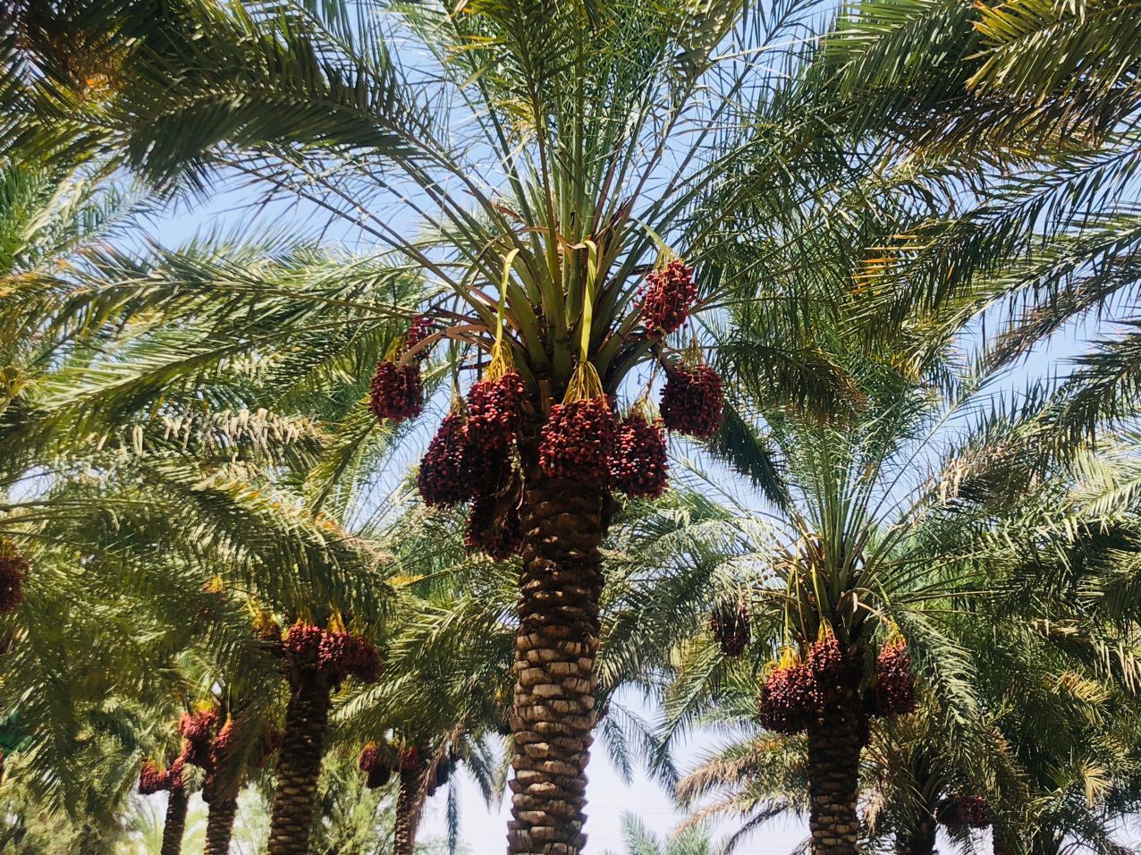 طرح پیشگیری از سرقت محصولات کشاورزی