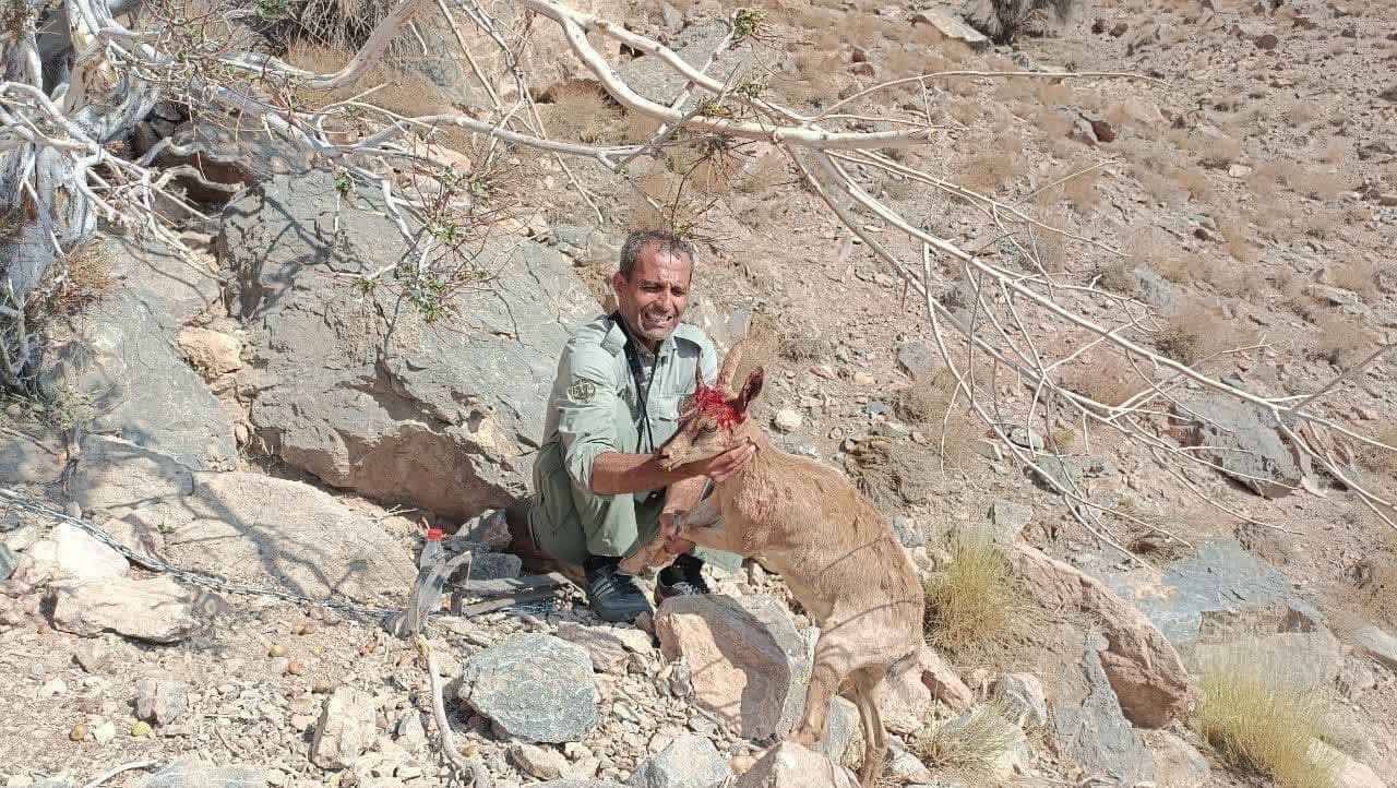 نجات به موقع بز گرفتار در تله شکارچیان غیر مجاز