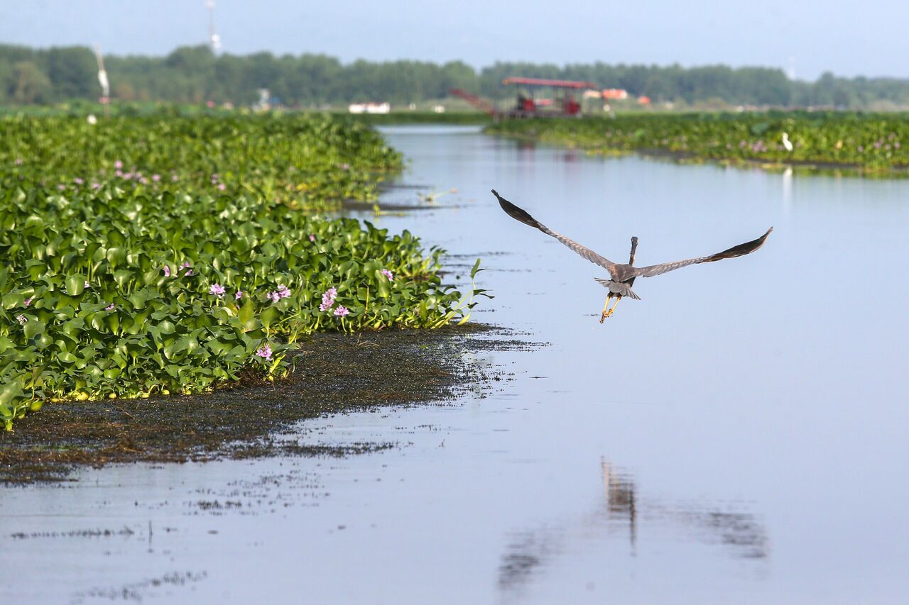سنبل آبی خطری برای طبیعت و اقتصاد تالاب انزلی