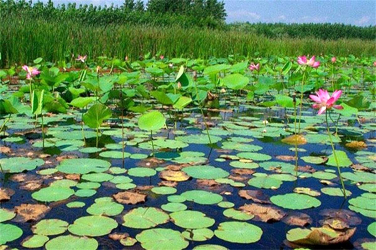 سنبل آبی خطری برای طبیعت و اقتصاد تالاب انزلی