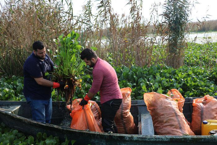 سنبل آبی خطری برای طبیعت و اقتصاد تالاب انزلی/ در حال تکمیل است