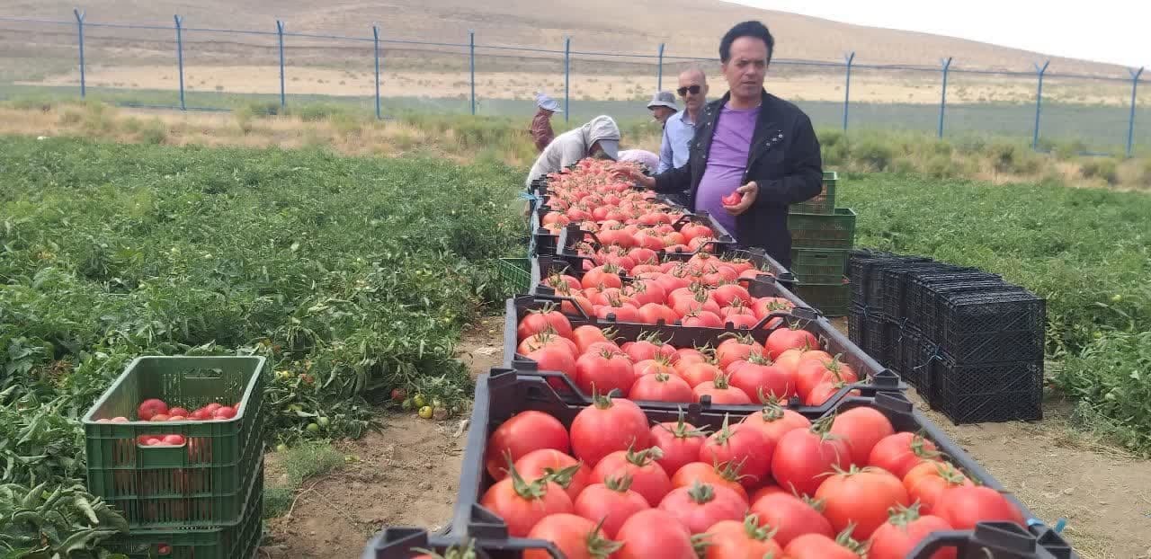 آغاز برداشت گوجه فرنگی از سطح ۳ هزار و ۳۰۰ هکتار از مزارع آذر بایجان غربی 