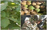 ۴۰۰ تن برداشت گردو حاصل اصلاح این محصول باغی در خوانسار