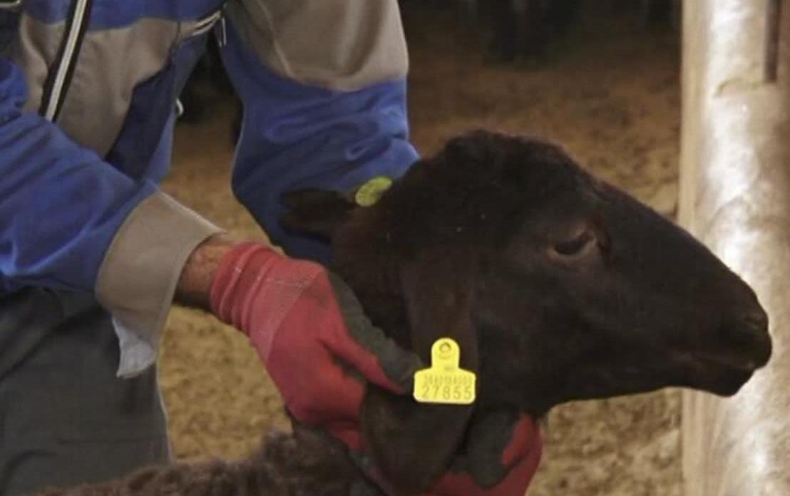 پلاک کوبی بیش از ١٠ هزار راس دام در بهشهر