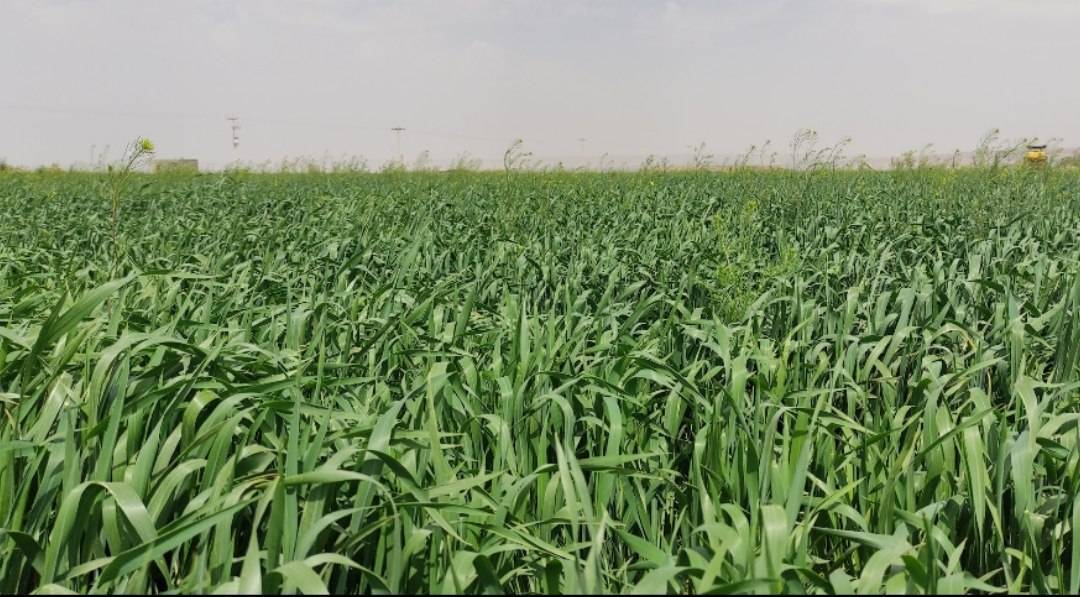 کشت گندم و جو در بیش از ۱۰ هزار هکتار از اراضی جوین