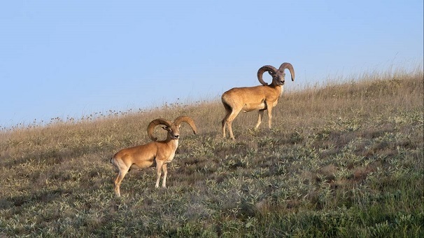 آغاز سرشماری پاییزه حیات‌وحش در پارک ملی و ذخیره‌گاه زیست‌کره گلستان