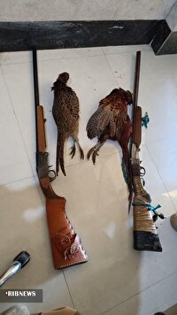 دستگیری دو متخلف شکار غیرمجاز قرقاول در سملقان