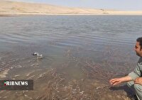 رهاسازی یک قطعه کاکایی در سد چری فاروج