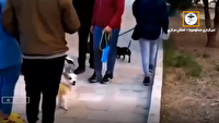 معضل سگ گردانی در ساوه