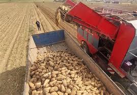 اختصاص رتبه نخست تولید چغندر قند به شهرستان کیار