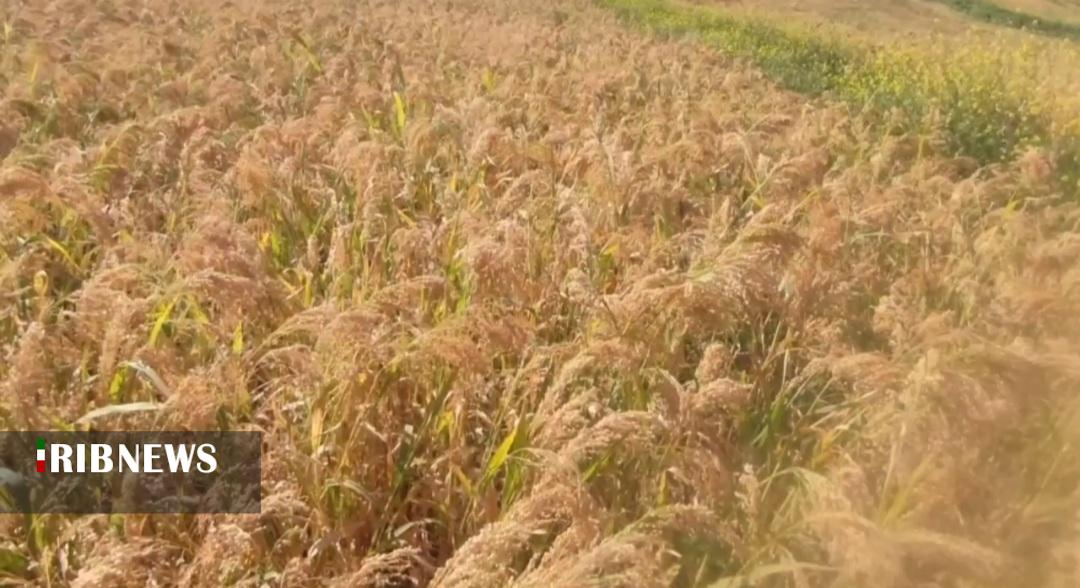 آغاز برداشت  ارزن در لرستان