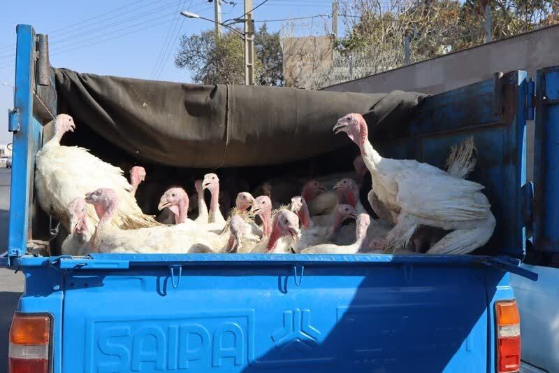 کشف  محموله بوقلمون بدون مجوز دامپزشکی در میامی